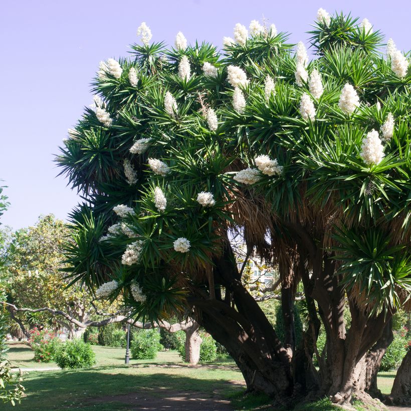 Yucca elephantipes (Hábito)