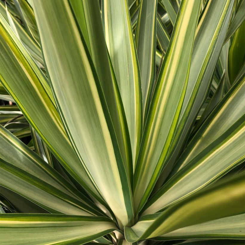 Yucca elephantipes Jewel (Folhagem)