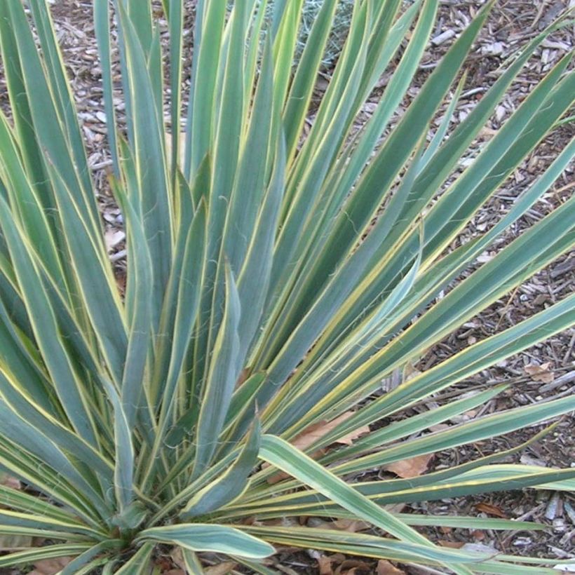 Yucca filamentosa Bright Edge (Folhagem)