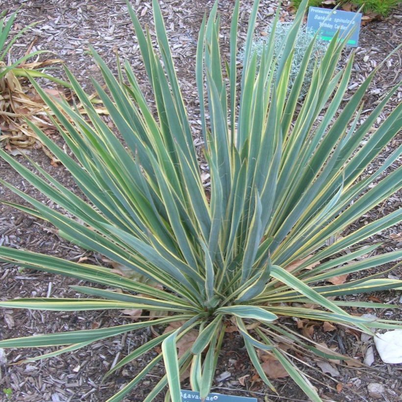 Yucca filamentosa Bright Edge (Hábito)