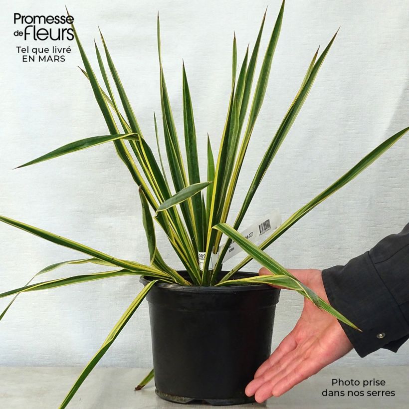 Amostra de Yucca filamentosa Bright Edge Vaso de 2 L/3 L tal como entregue na primavera