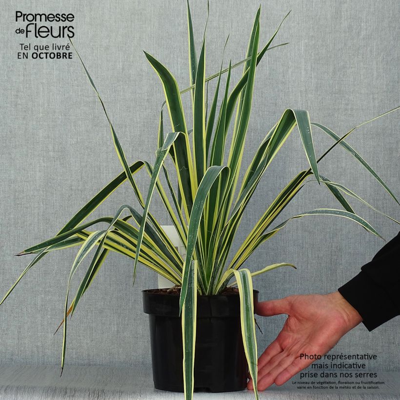 Amostra de Yucca filamentosa Bright Edge Vaso de 2 L/3 L tal como entregue no outono