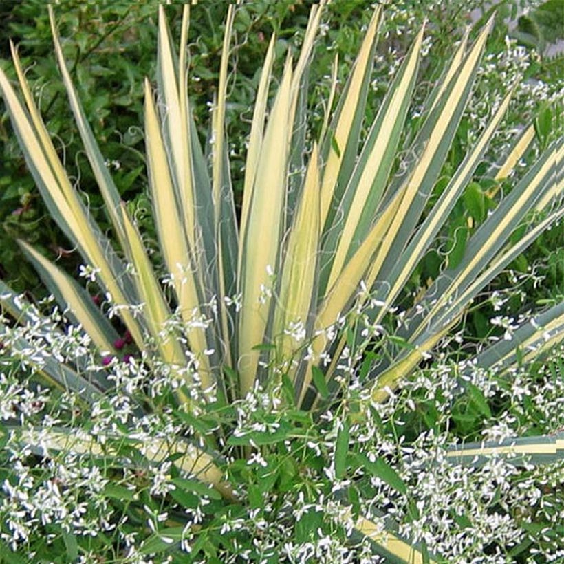 Yucca filamentosa Colour Guard (Folhagem)
