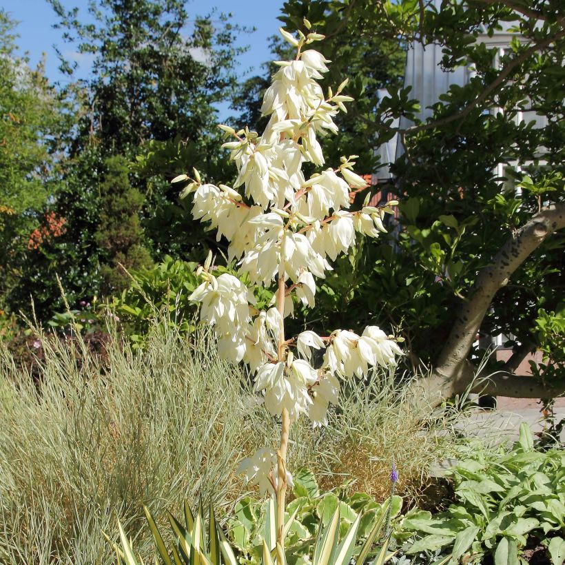 Yucca filamentosa Colour Guard (Floração)