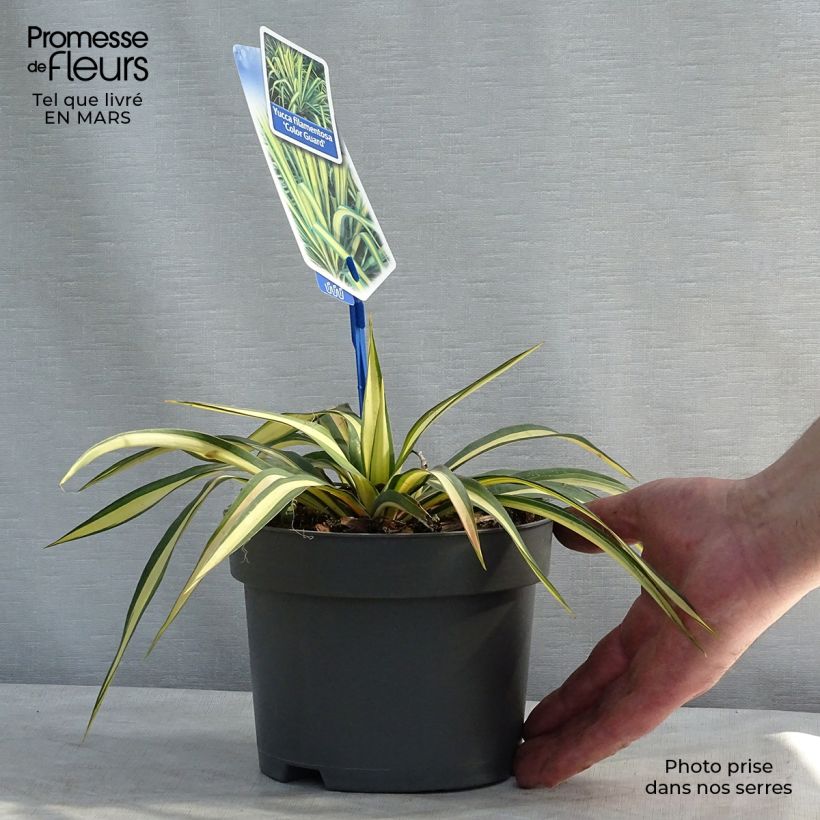 Amostra de Yucca filamentosa Colour Guard Vaso de 2 L/3 L tal como entregue na primavera