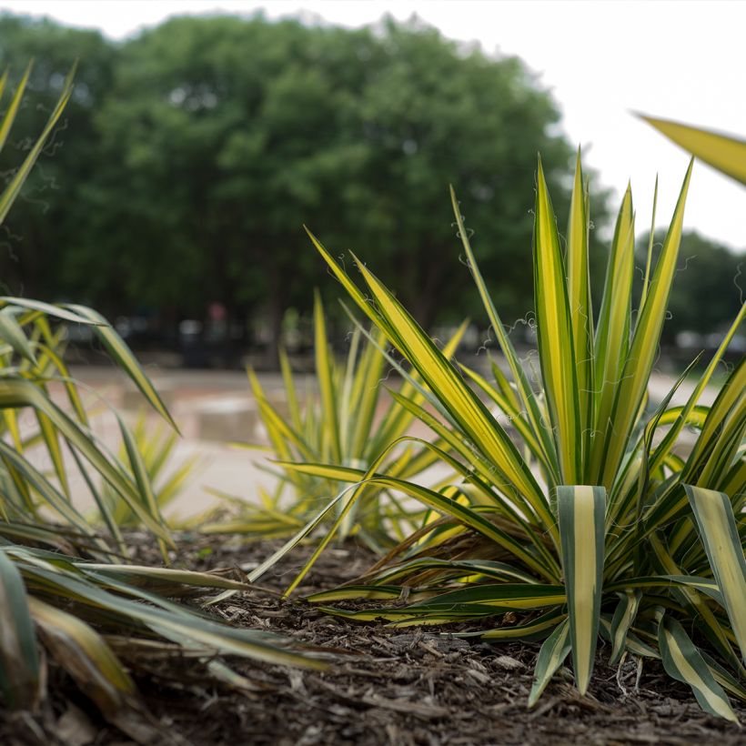 Yucca filamentosa Colour Guard (Hábito)