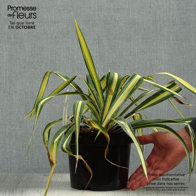 Amostra de Yucca filamentosa Colour Guard Vaso de 2 L/3 L tal como entregue no outono