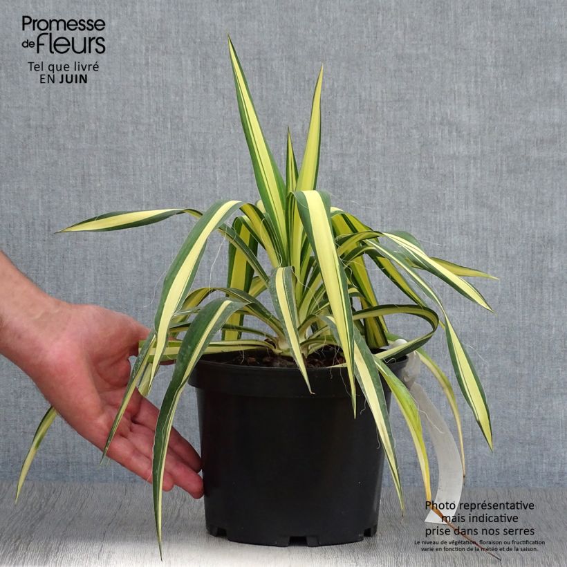 Amostra de Yucca filamentosa Colour Guard Vaso de 2 L/3 L tal como entregue no verão