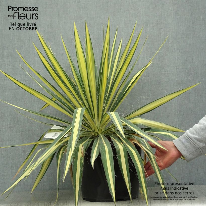 Amostra de Yucca filamentosa Colour Guard Vaso de 4 L/5 L tal como entregue no outono