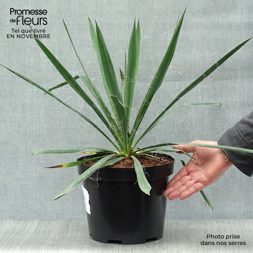 Amostra de Yucca filamentosa Vaso de 6 L/7 L tal como entregue no outono