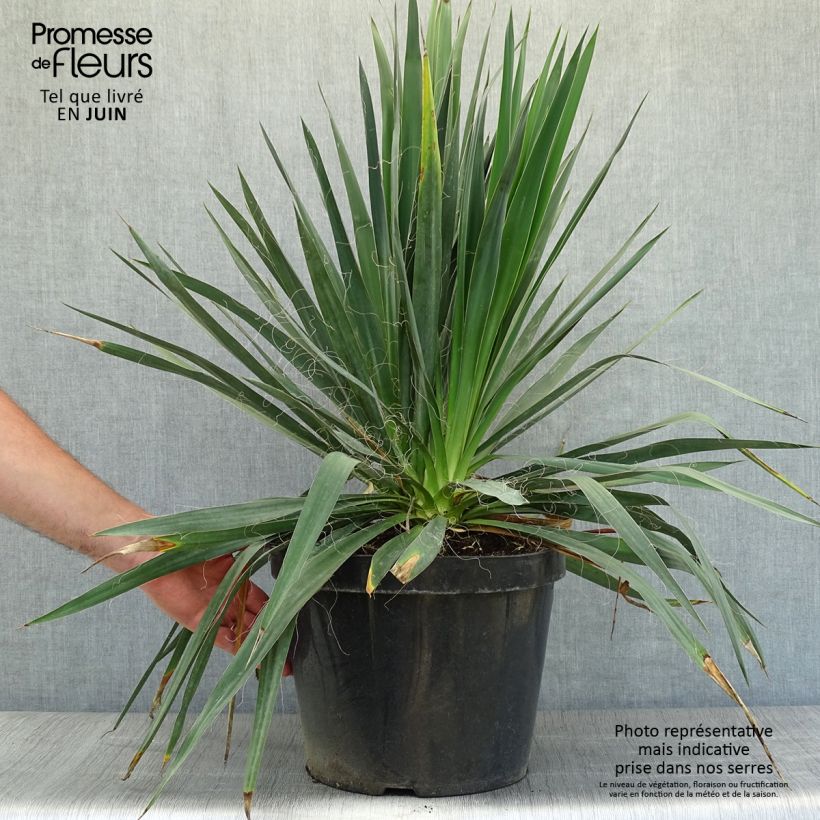 Amostra de Yucca filamentosa Vaso de 6 L/7 L tal como entregue no verão