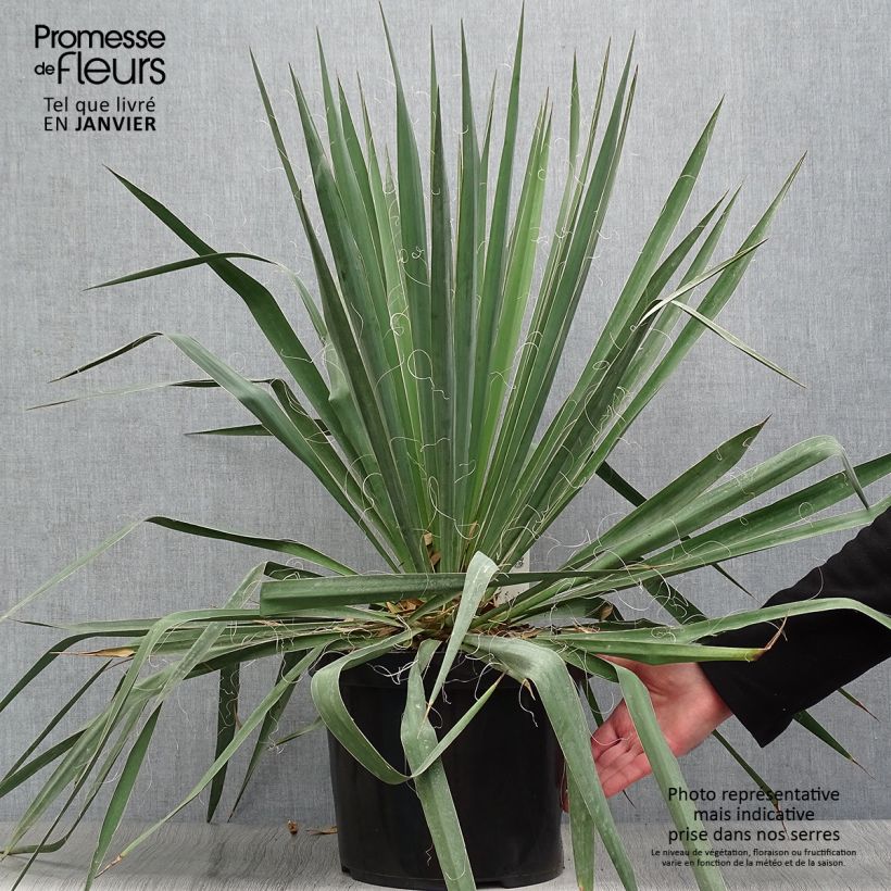 Amostra de Yucca filamentosa Vaso de 6 L/7 L tal como entregue no inverno