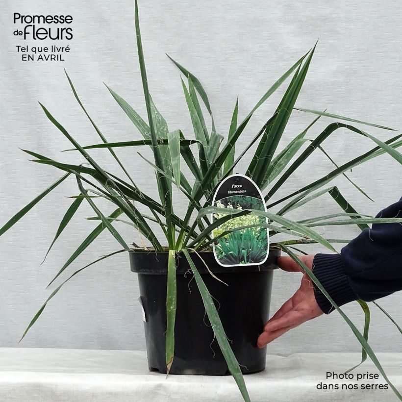 Amostra de Yucca filamentosa Vaso de 6 L/7 L tal como entregue na primavera