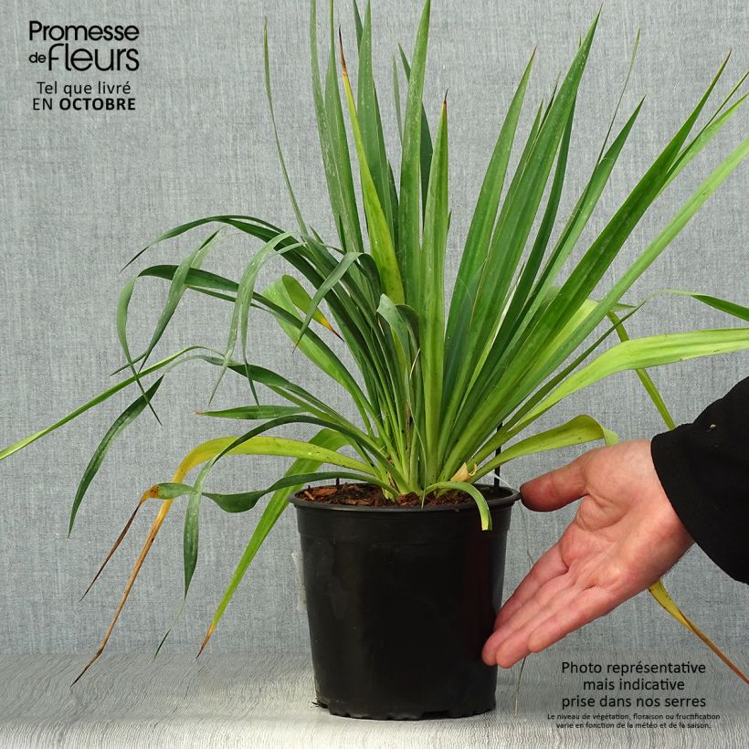 Amostra de Yucca filamentosa Vaso de 2 L/3 L tal como entregue no outono