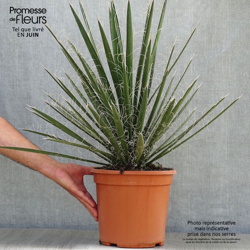 Amostra de Yucca filifera - Iúca filifera Vaso de 7,5 L/10 L tal como entregue no verão