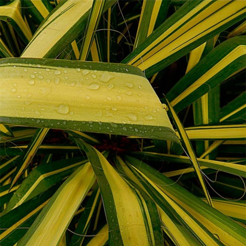Yucca flaccida Golden Sword (Folhagem)