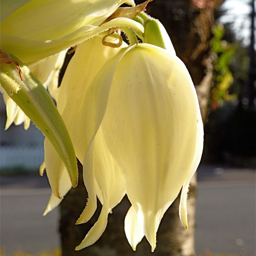 Yucca flaccida Golden Sword (Floração)
