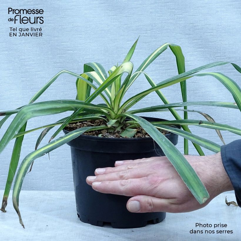 Amostra de Yucca flaccida Golden Sword Vaso de 2 L/3 L tal como entregue no inverno