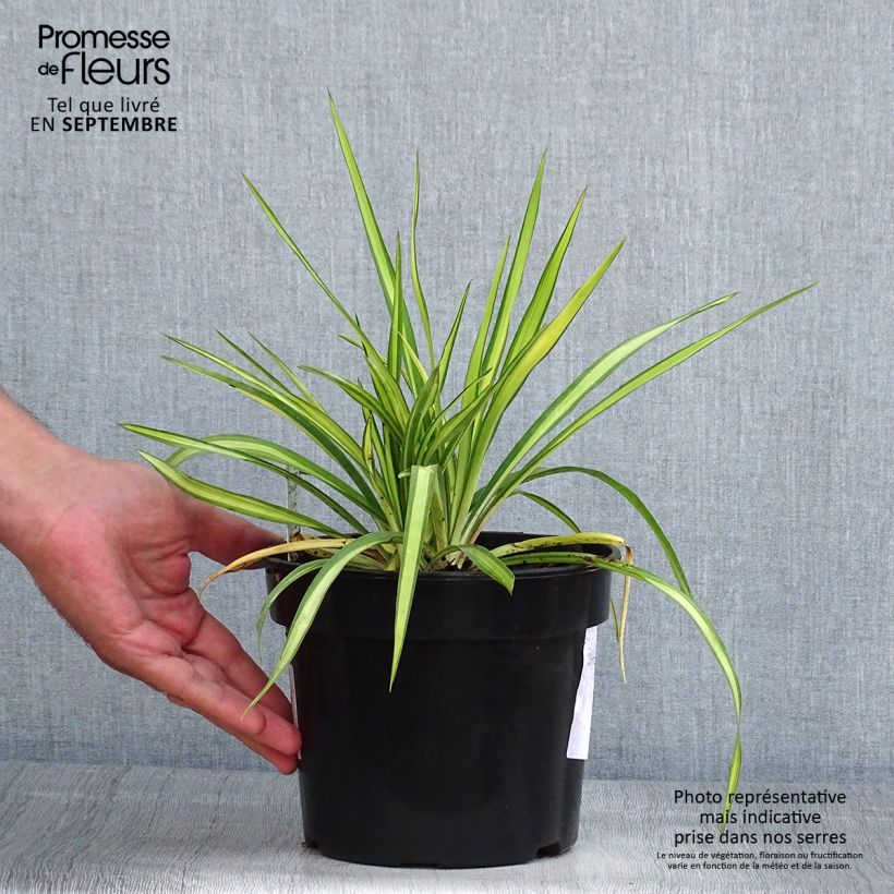 Amostra de Yucca flaccida Golden Sword Vaso de 2 L/3 L tal como entregue no verão