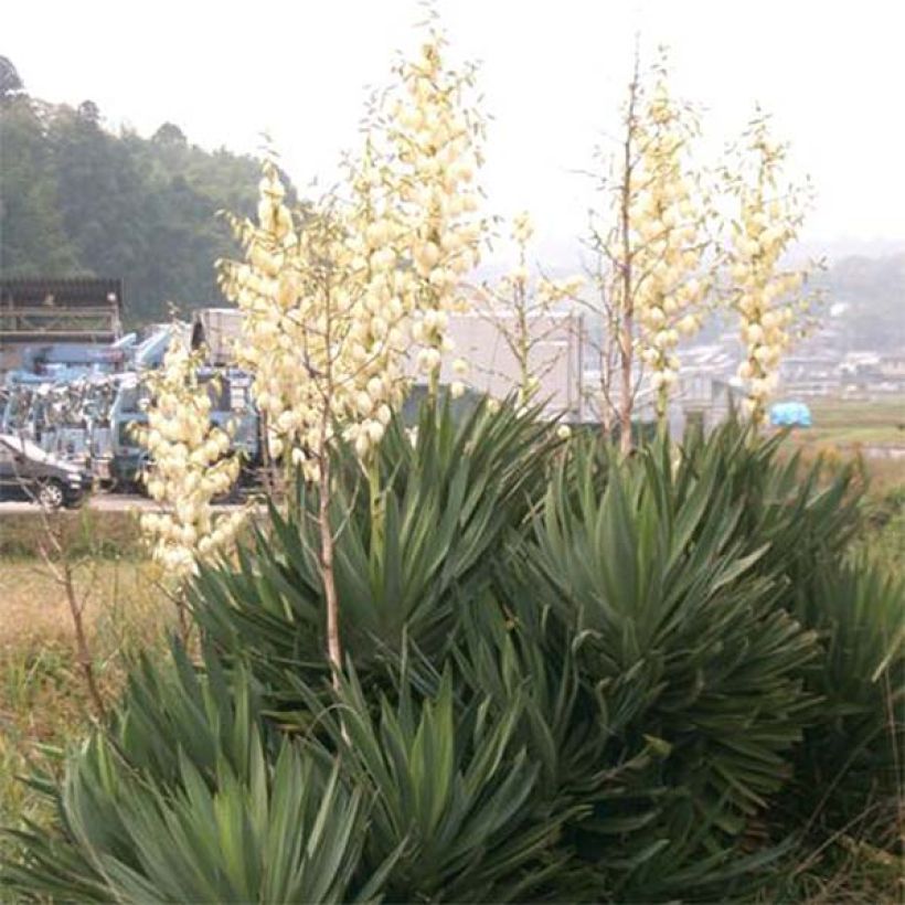 Yucca gloriosa (Hábito)