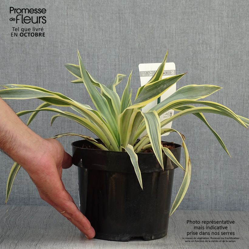 Amostra de Yucca gloriosa Citrus Twist Vaso de 2 L/3 L tal como entregue no outono