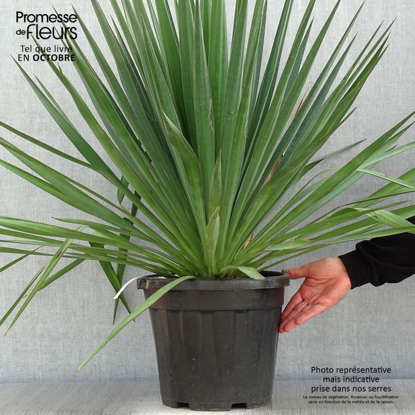 Amostra de Yucca gloriosa Vaso de 7,5 L/10 L tal como entregue no outono