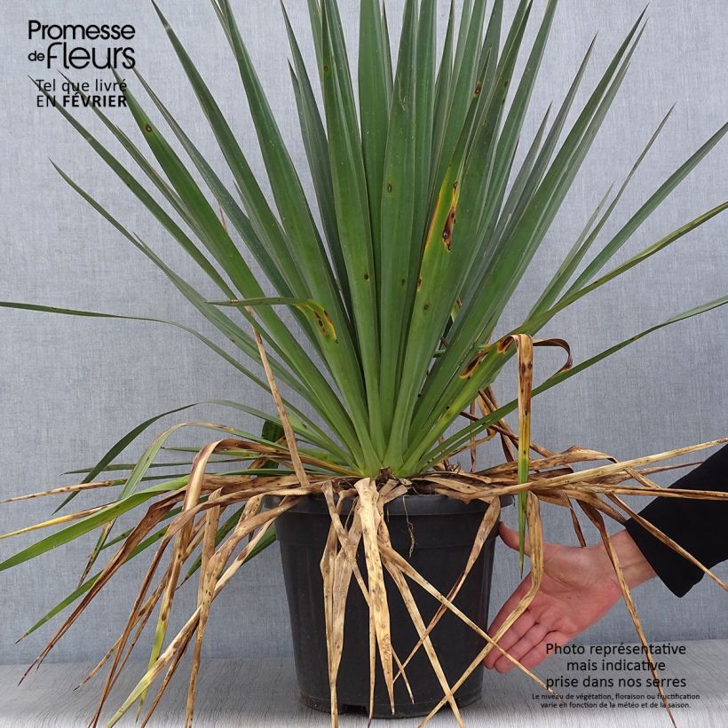 Amostra de Yucca gloriosa Vaso de 7,5 L/10 L tal como entregue no inverno