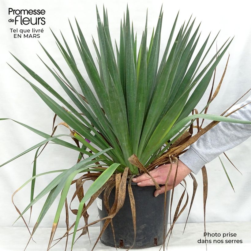 Amostra de Yucca gloriosa Vaso de 7,5 L/10 L tal como entregue na primavera