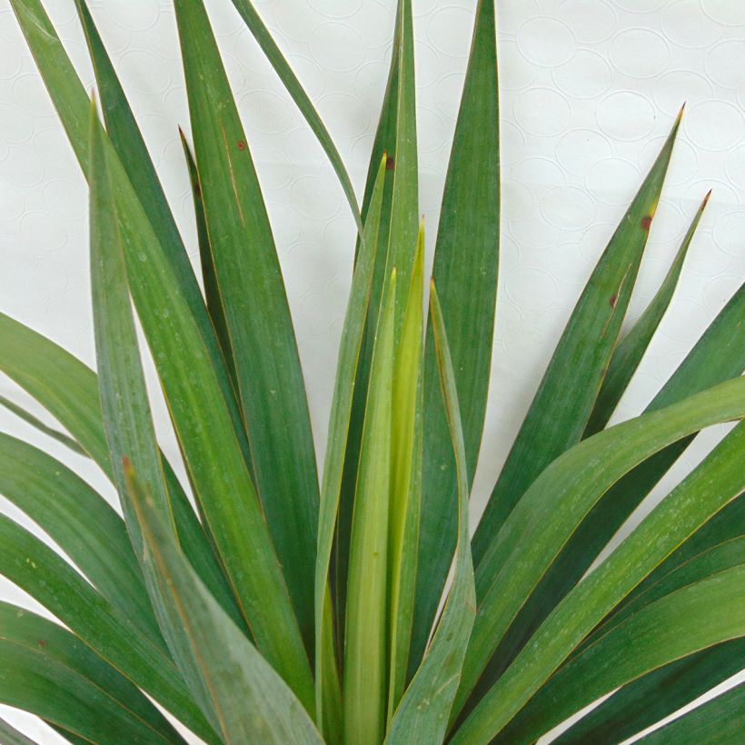 Yucca gloriosa (Folhagem)
