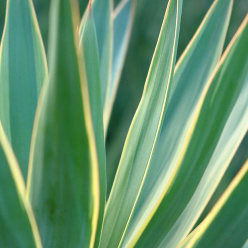Yucca gloriosa Variegata (Folhagem)
