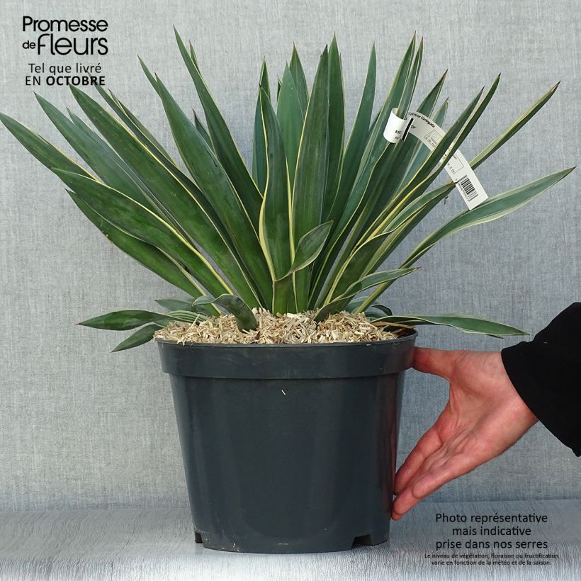 Amostra de Yucca gloriosa Variegata Vaso de 4 L/5 L tal como entregue no outono