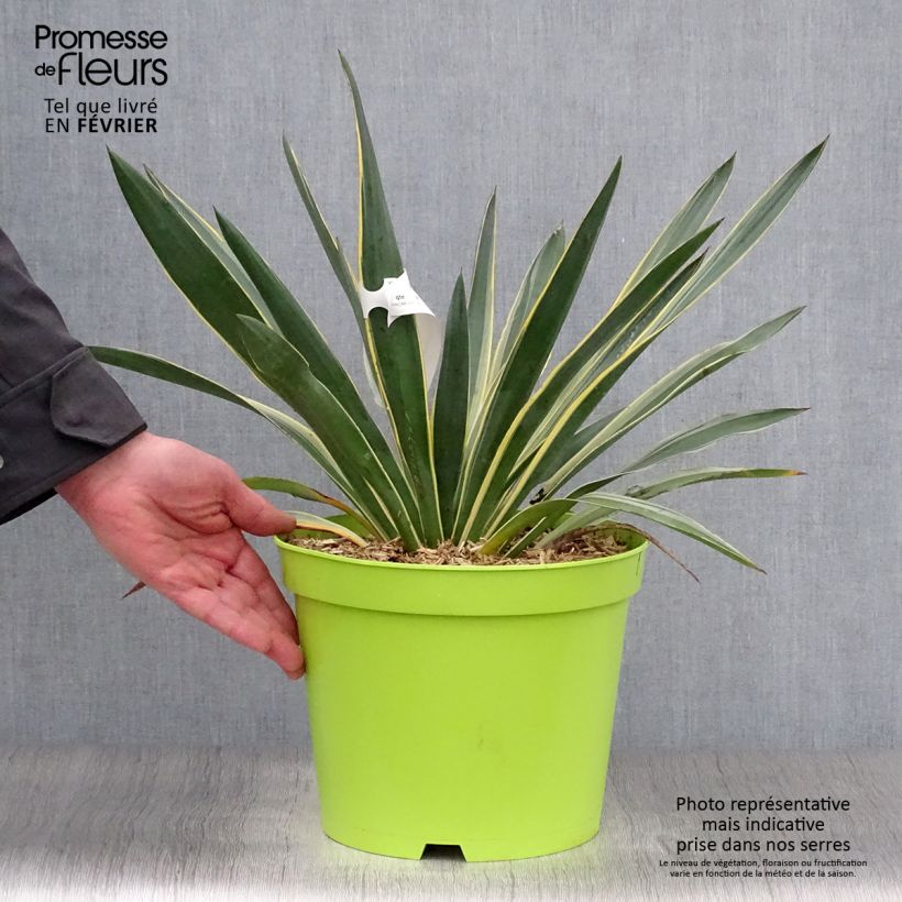 Amostra de Yucca gloriosa Variegata - Dague espagnole Vaso de 4 L/5 L tal como entregue no inverno