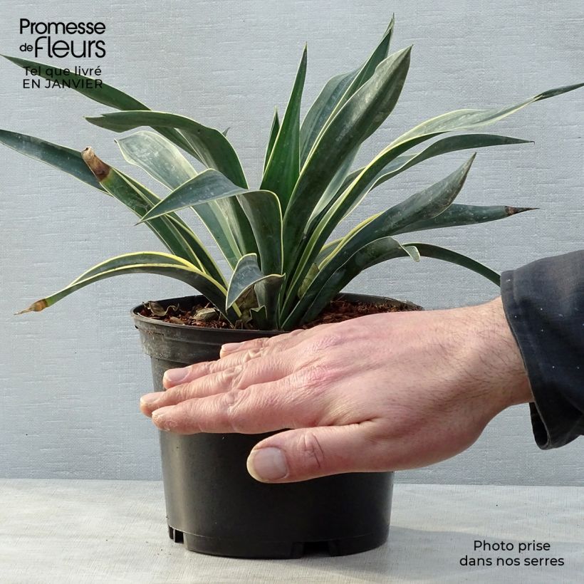 Amostra de Yucca gloriosa Variegata - Dague espagnole Vaso de 2 L/3 L tal como entregue no inverno