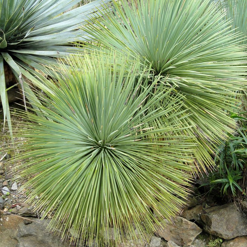 Yucca linearifolia (Folhagem)