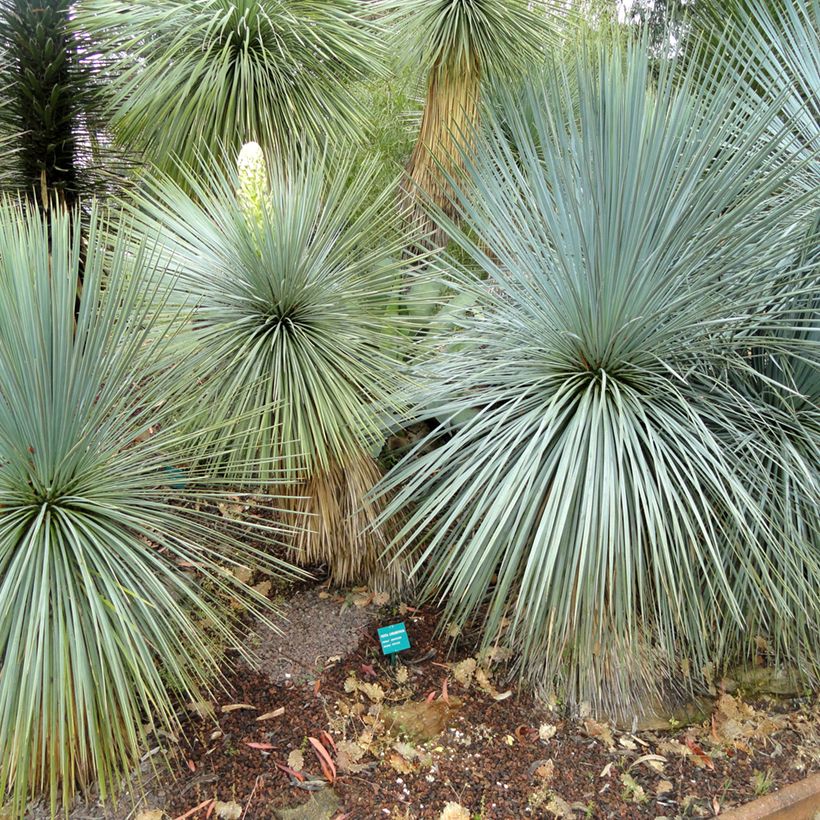 Yucca linearifolia (Hábito)