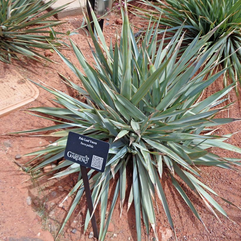 Yucca pallida (Folhagem)