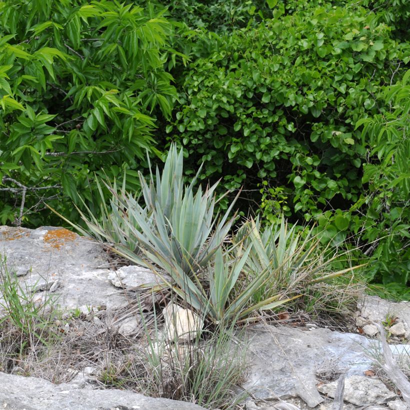 Yucca pallida (Hábito)