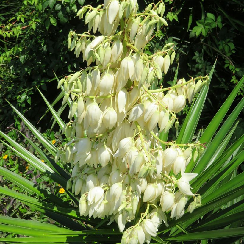 Yucca pallida (Floração)