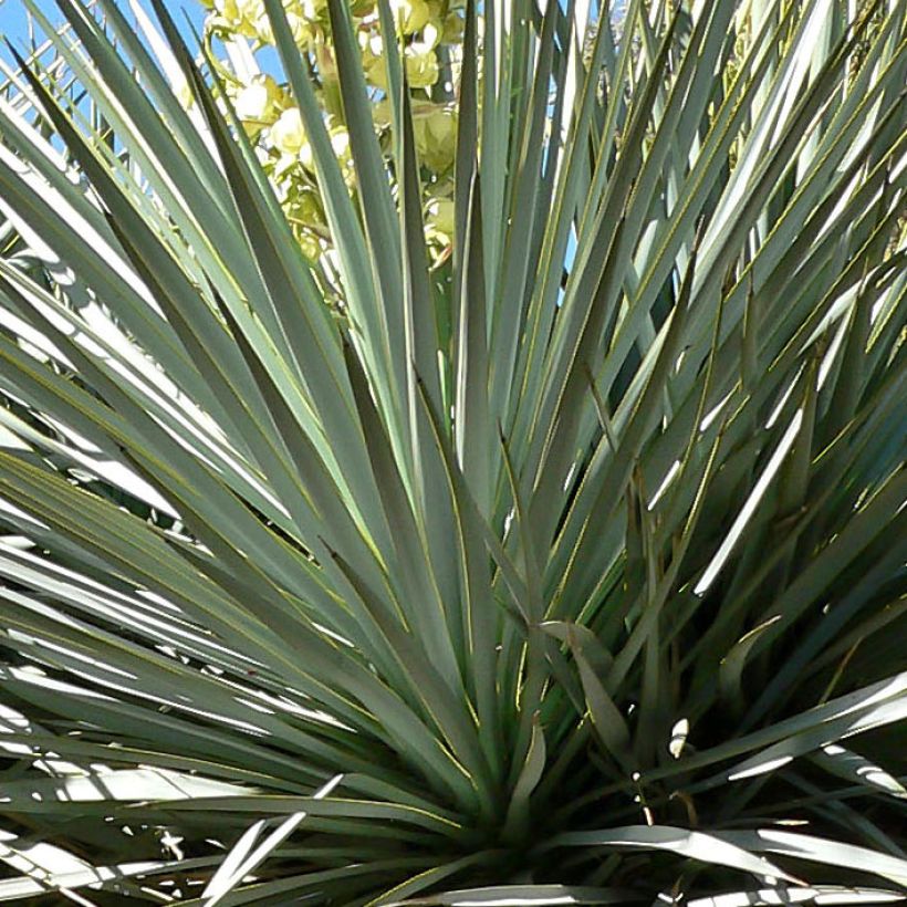 Yucca rigida - Iuca-azul (Folhagem)