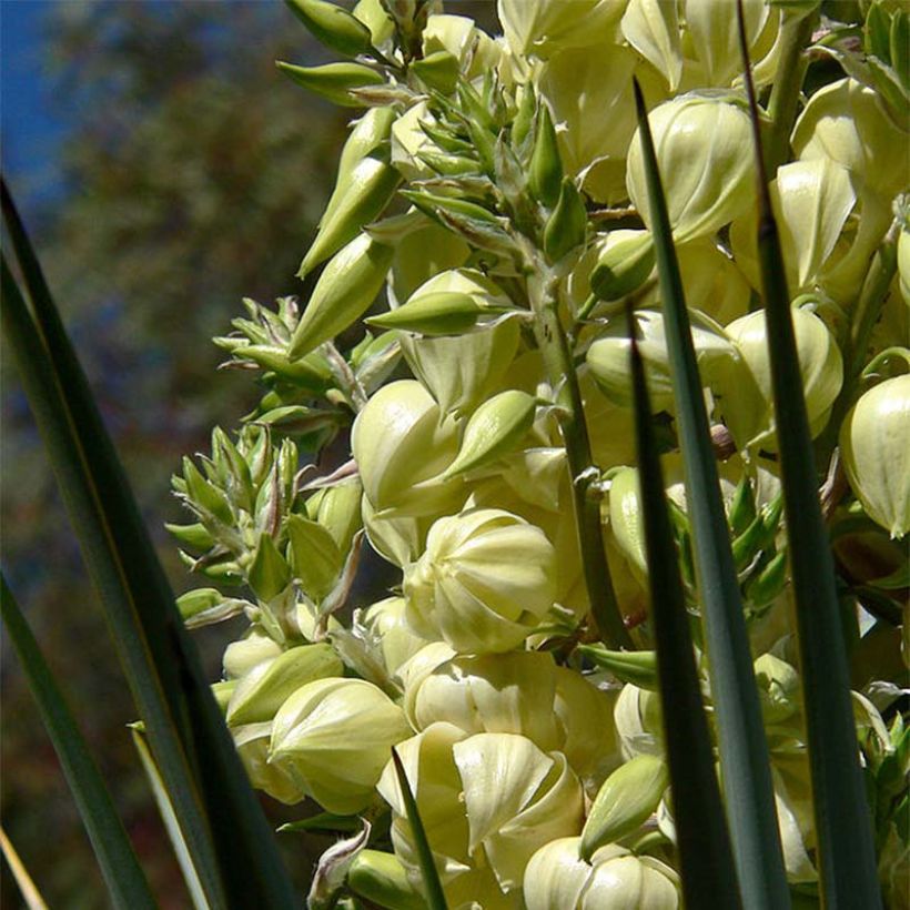 Yucca rigida - Iuca-azul (Floração)