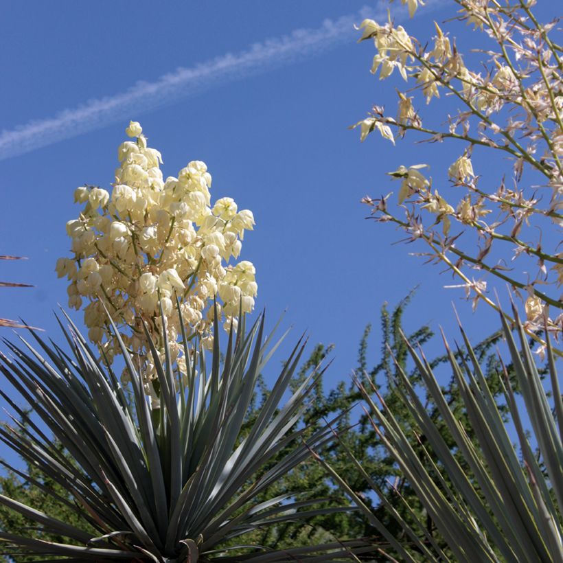 Yucca rigida Blue Sentry - Iuca-azul (Floração)