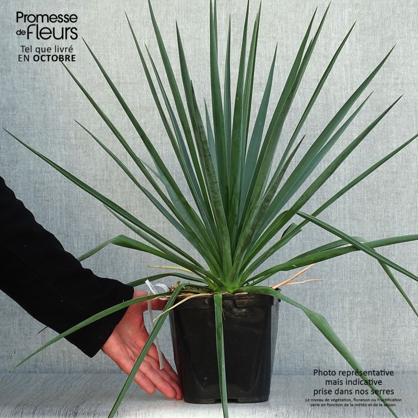 Amostra de Yucca rigida Blue Sentry - Iuca-azul Vaso de 3 L/4 L tal como entregue no outono