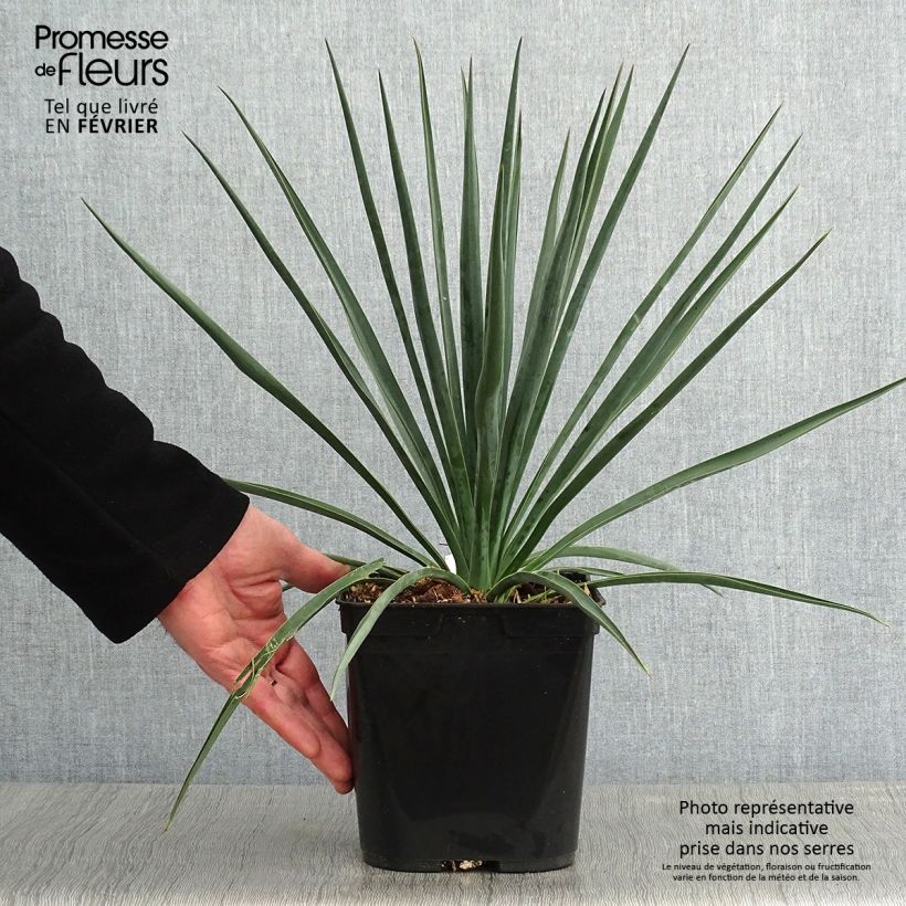 Amostra de Yucca rigida Blue Sentry - Yucca sentinelle bleue Vaso de 3 L/4 L tal como entregue no inverno