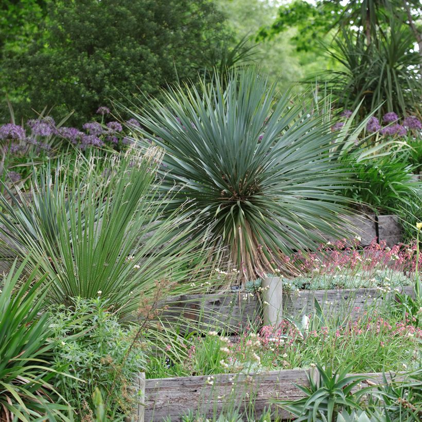 Yucca rostrata - Iúca-azul (Hábito)