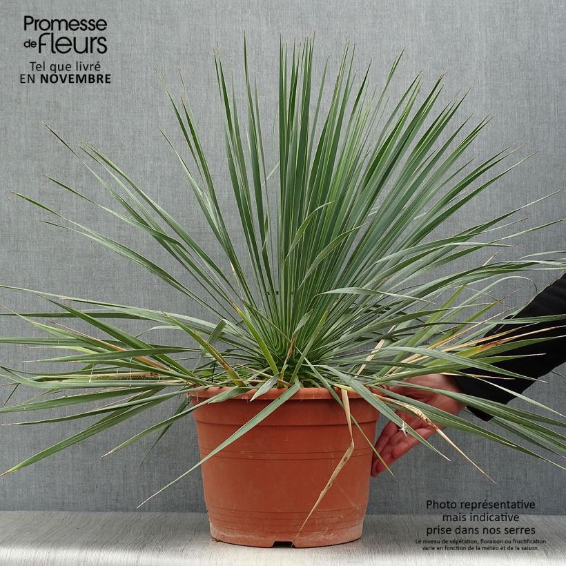 Amostra de Yucca rostrata - Iúca-azul Vaso de 12 L/15 L tal como entregue no outono