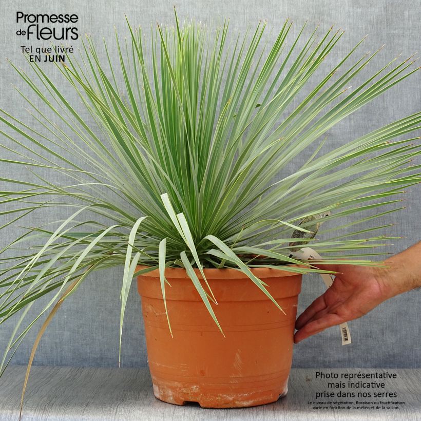 Amostra de Yucca rostrata - Iúca-azul Vaso de 12 L/15 L tal como entregue no verão