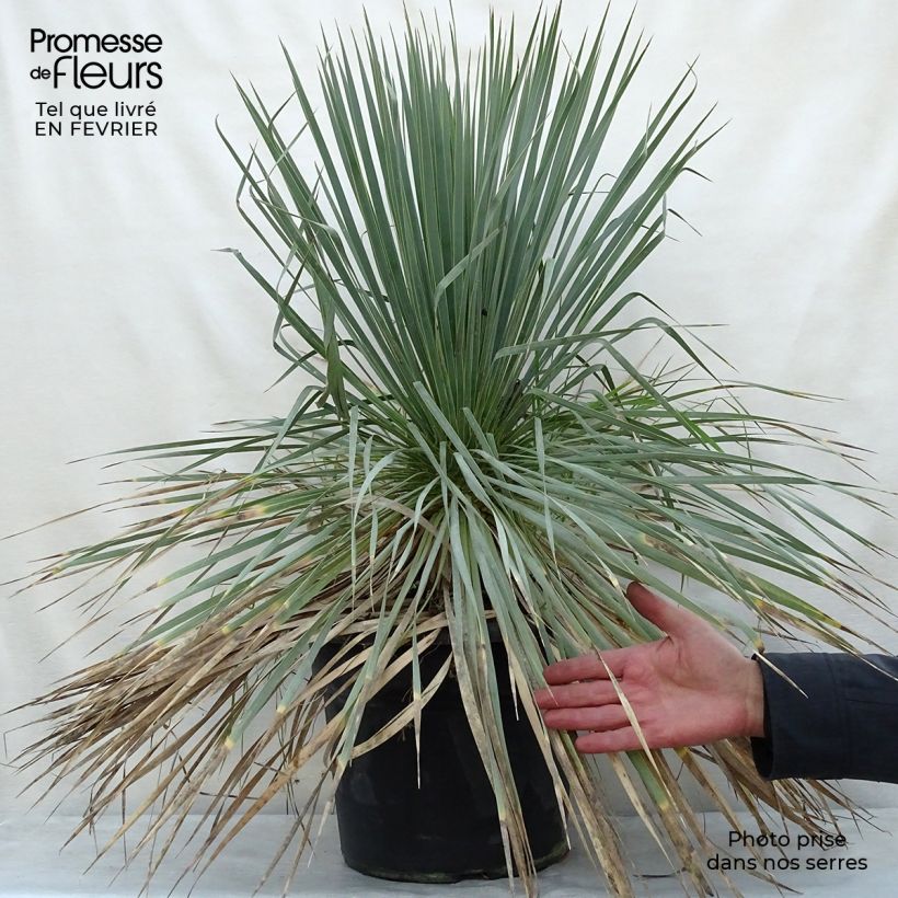 Amostra de Yucca rostrata - Iúca-azul Vaso de 12 L/15 L tal como entregue no inverno