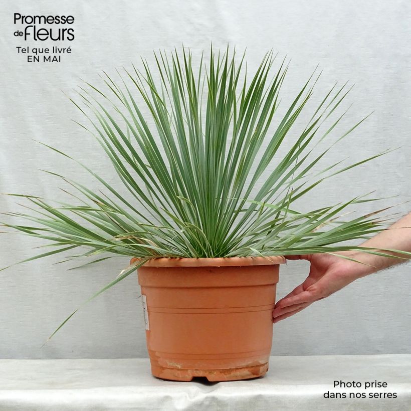 Amostra de Yucca rostrata - Iúca-azul Vaso de 12 L/15 L tal como entregue na primavera
