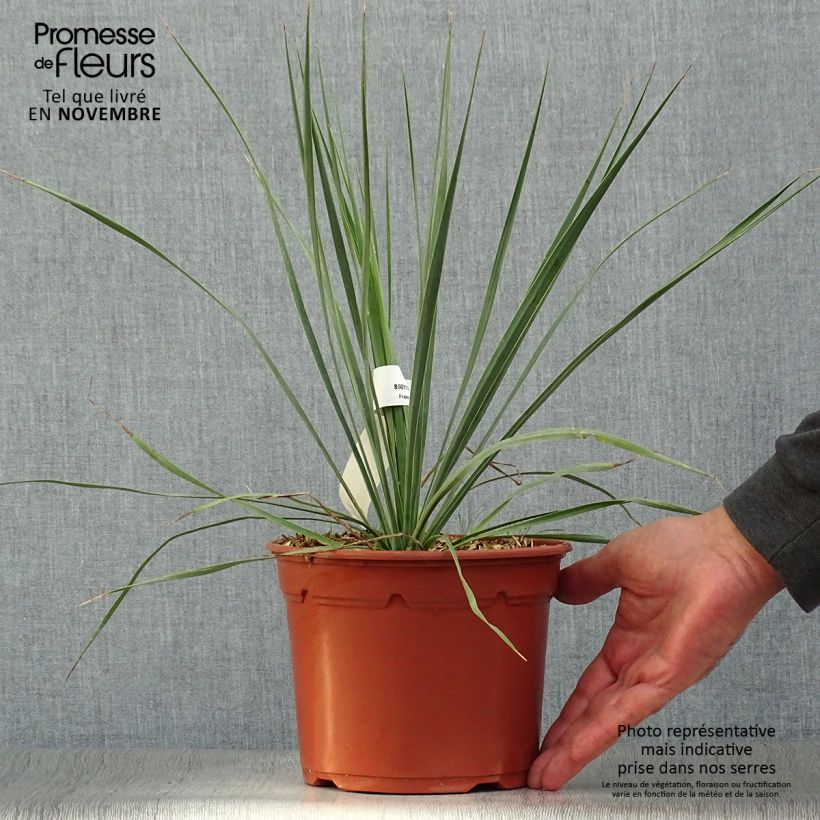 Amostra de Yucca rostrata - Iúca-azul Vaso de 2 L/3 L tal como entregue no outono