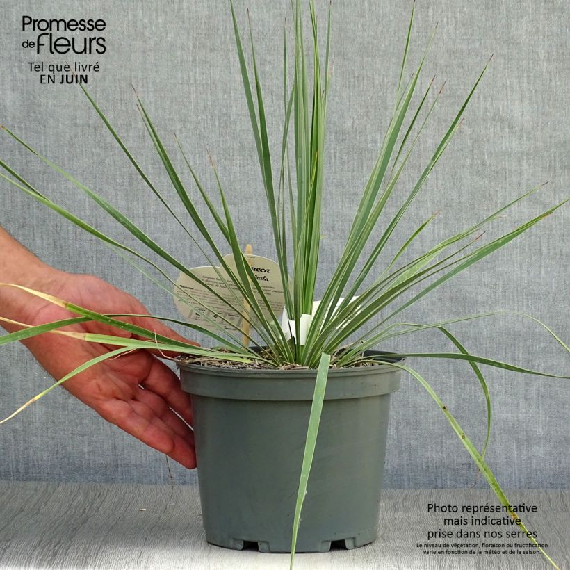 Amostra de Yucca rostrata - Iúca-azul Vaso de 2 L/3 L tal como entregue no verão
